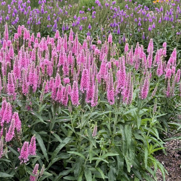 Skyward™ 'Pink' Veronica