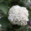 Spice Cowboy™ Viburnum