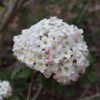 Spice Cowboy™ Viburnum - Image 3