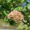 Spice Cowboy™ Viburnum - Image 4