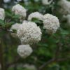 Spice Cowboy™ Viburnum - Image 5