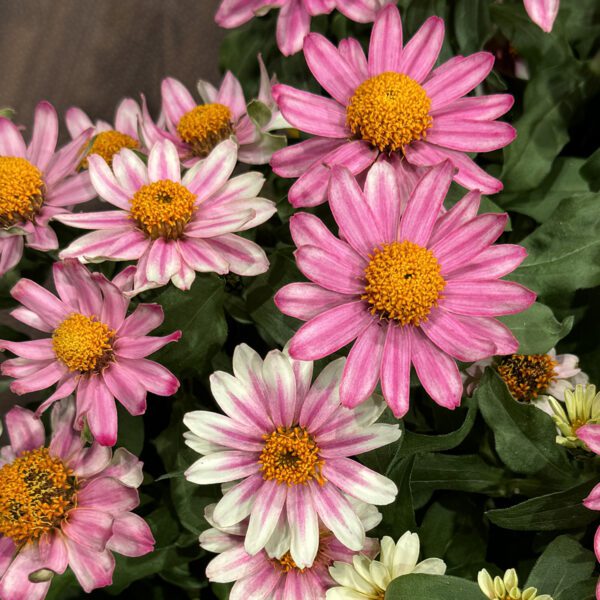 Zinnia Profusion Cherry Bicolor