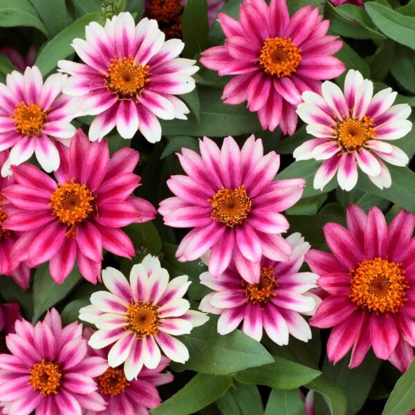 Zinnia Profusion Cherry Bicolor - Image 2