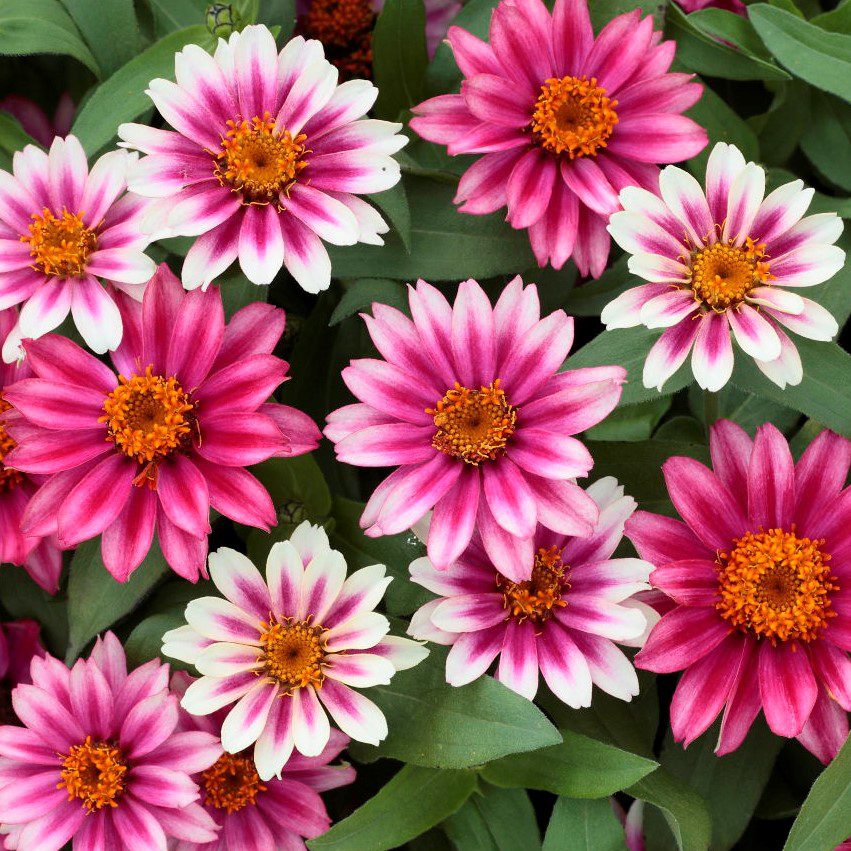 Profusion Cherry Bicolor Zinnia