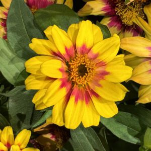 Zinnia Profusion Red Yellow Bicolor