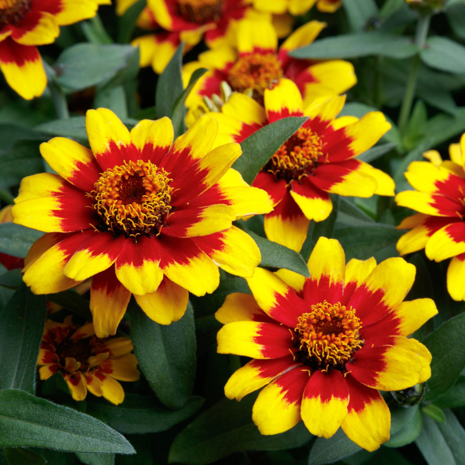 Zinnia Profusion Red Yellow Bicolor - Image 2
