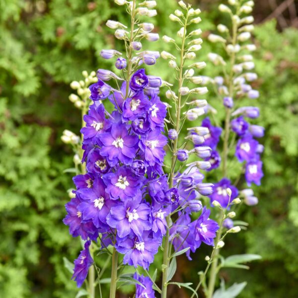 Delphinium 'Violets are Blue'