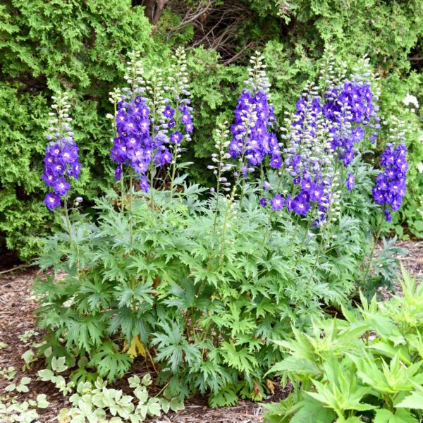 Delphinium 'Violets are Blue' - Image 2