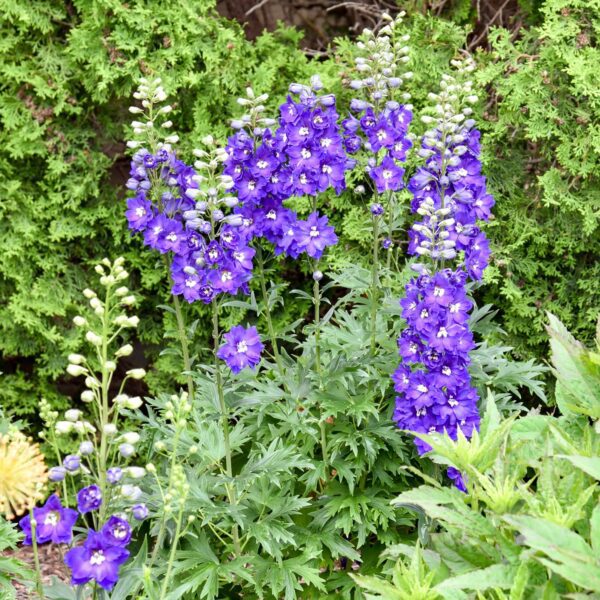 Delphinium 'Violets are Blue' - Image 3