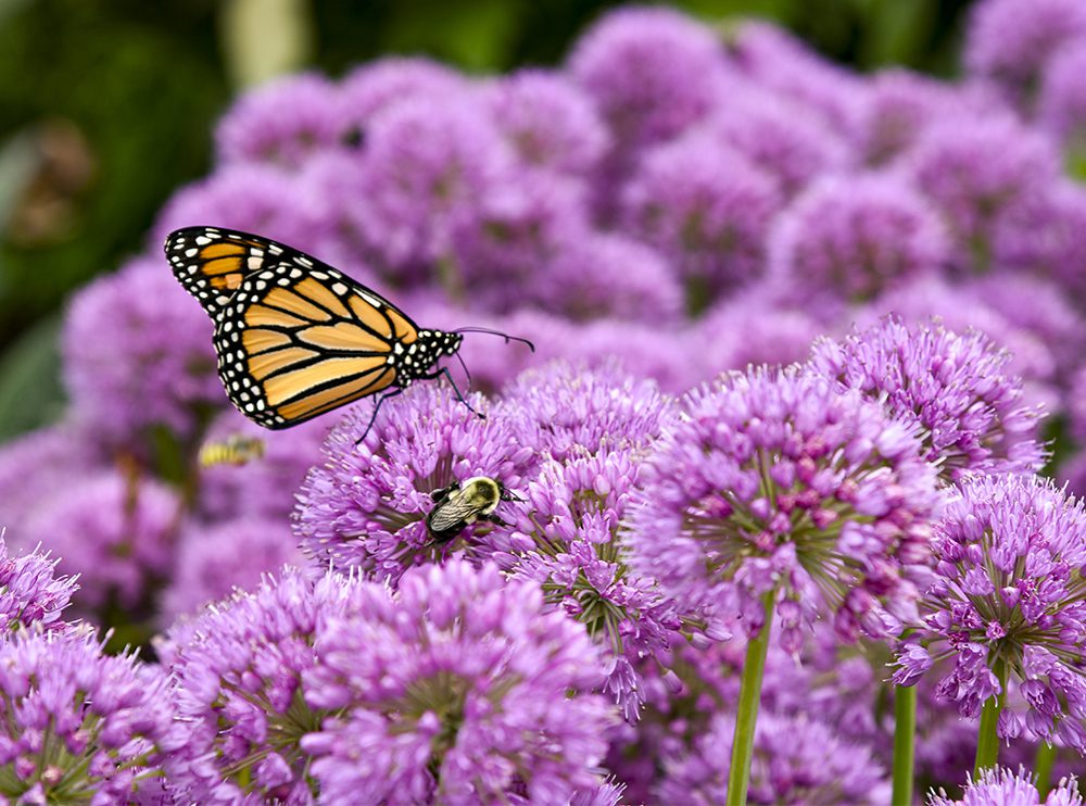 Allium with Butterfly