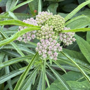Asclepias Whorled Milkweed