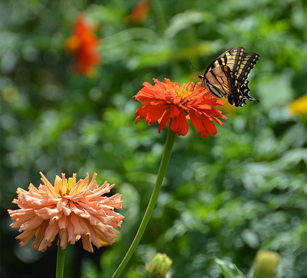 Swallowtail on Zinnia