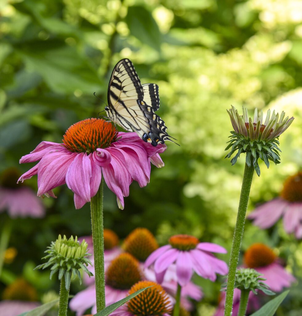 Swallowtail on coneflower