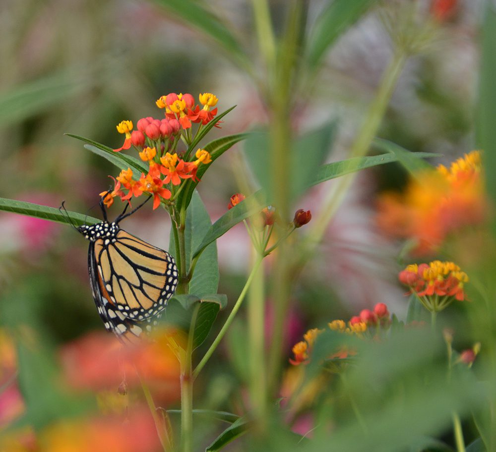 Monarch on tropical milkweed