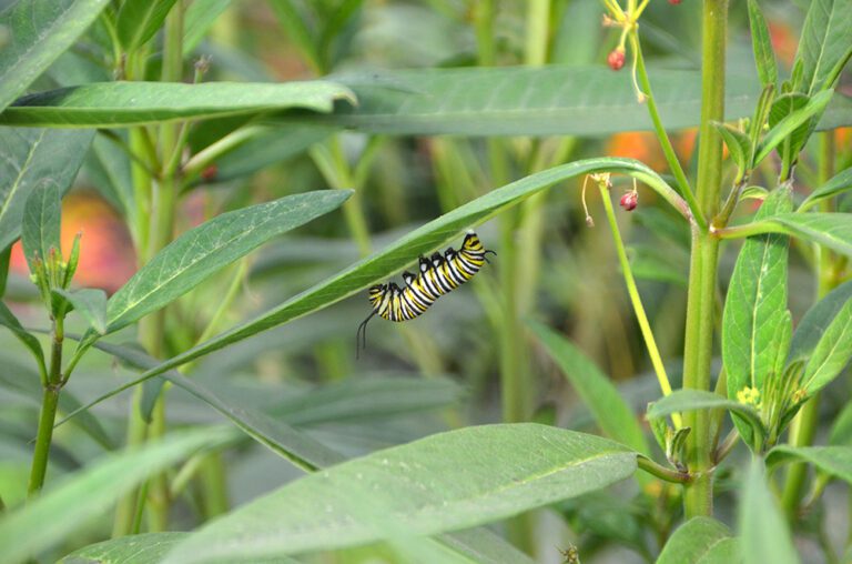monarch caterpillar on milkweed