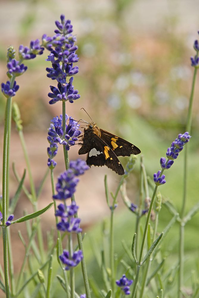 Silver spotted skipper on lavender