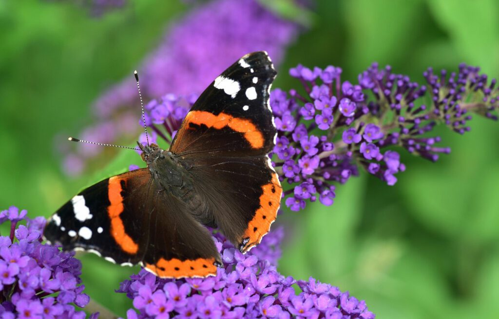 Red Admiral on butterfly bush
