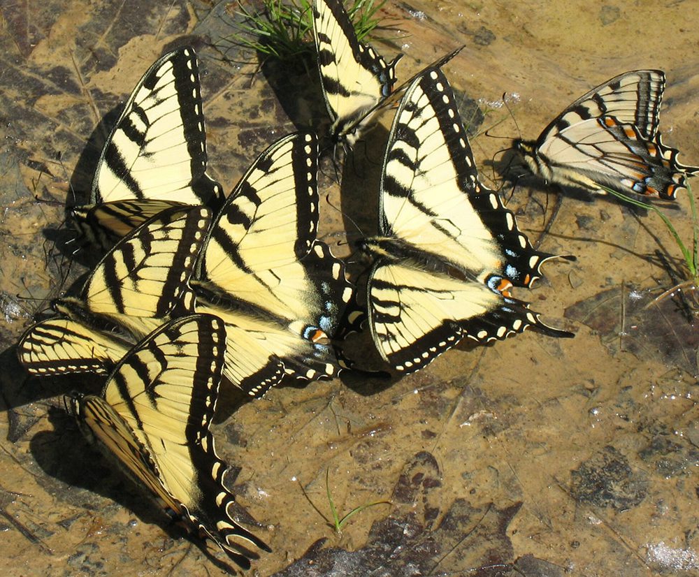 Swallowtails Puddling