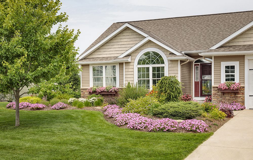 Use Annuals as a Color Accent