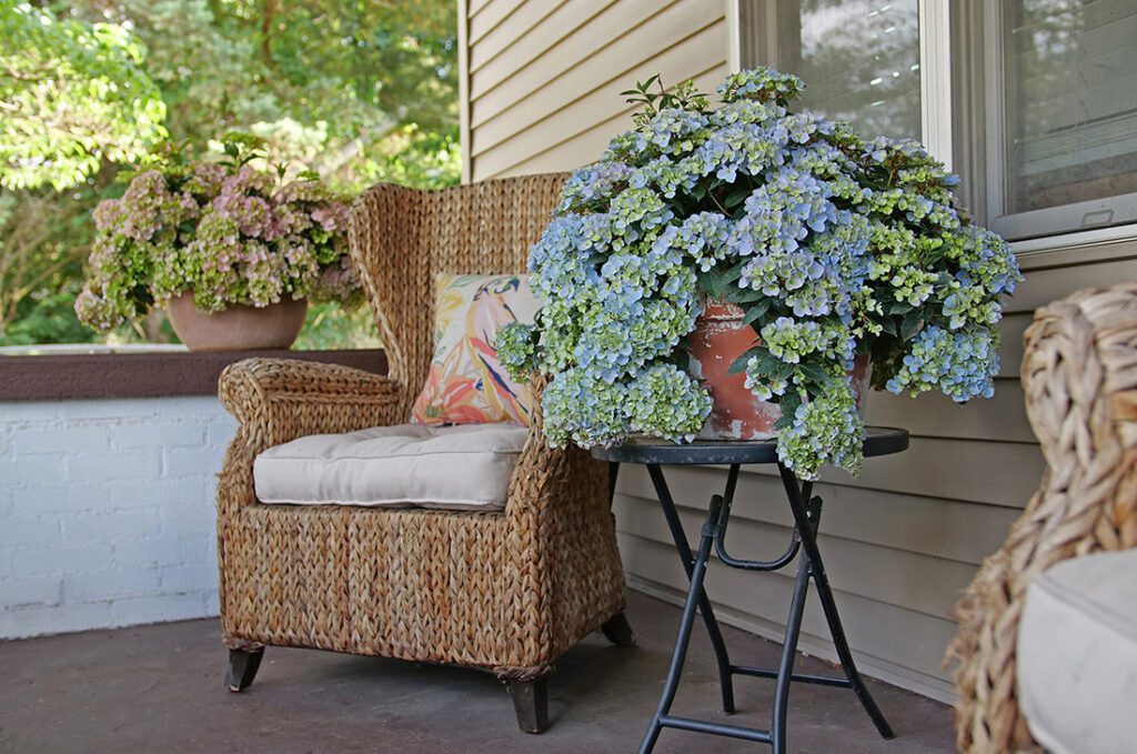 Idea #7: Shrubs Are for Containers, Too!