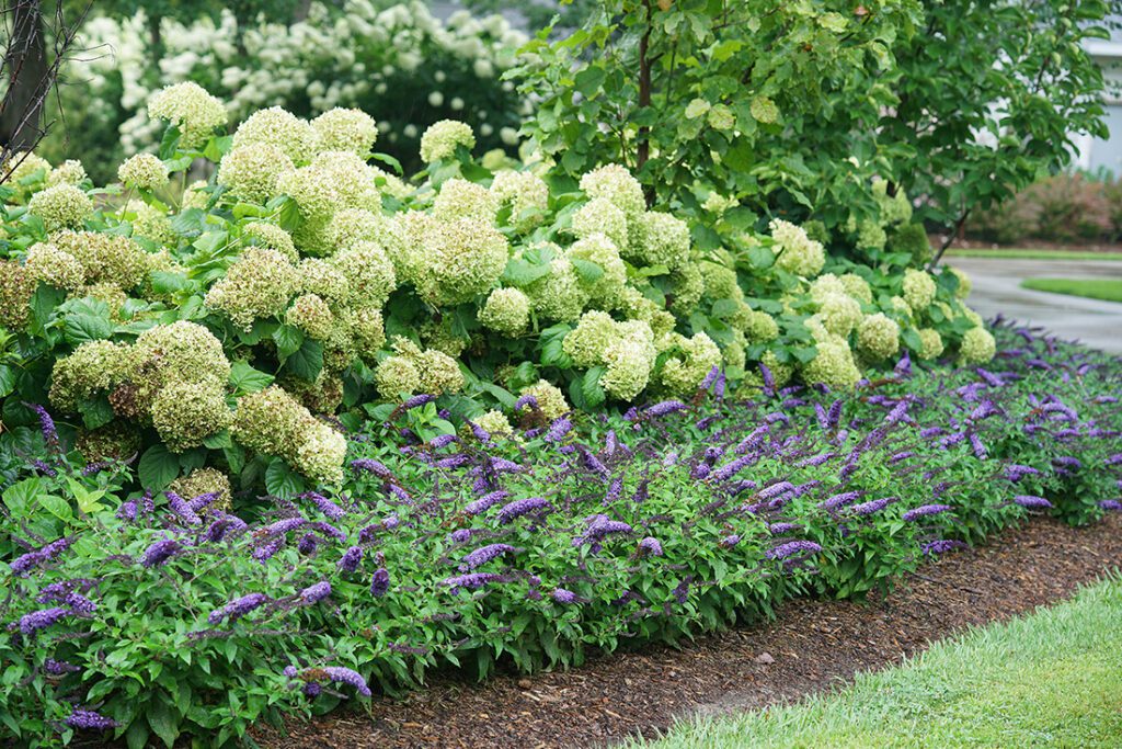 Idea #8: Plant Layered Hedges