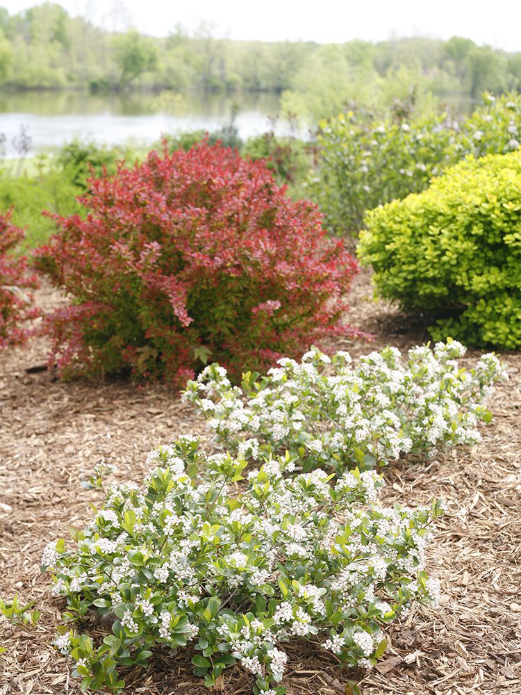 Aronia and barberry are both drought tolerant shrubs that thrive in sandy soil.