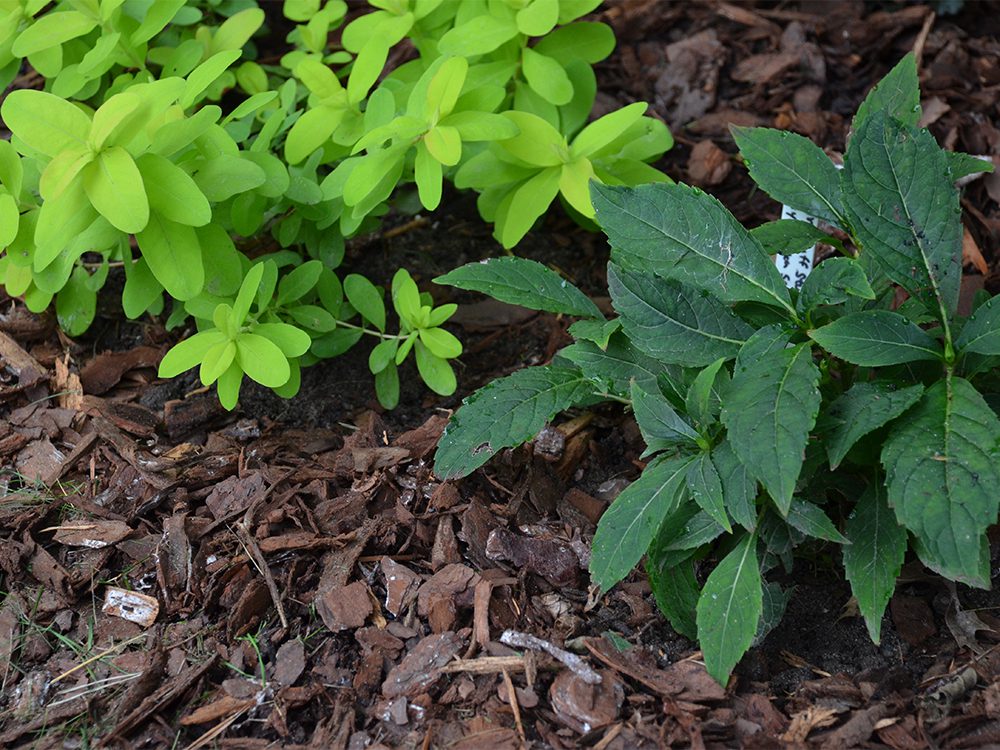 Covering your sandy soil with mulch helps to keep the soil cooler and more moist.