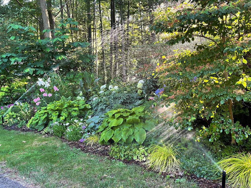 Irrigation is critically important in gardens with sandy soil.