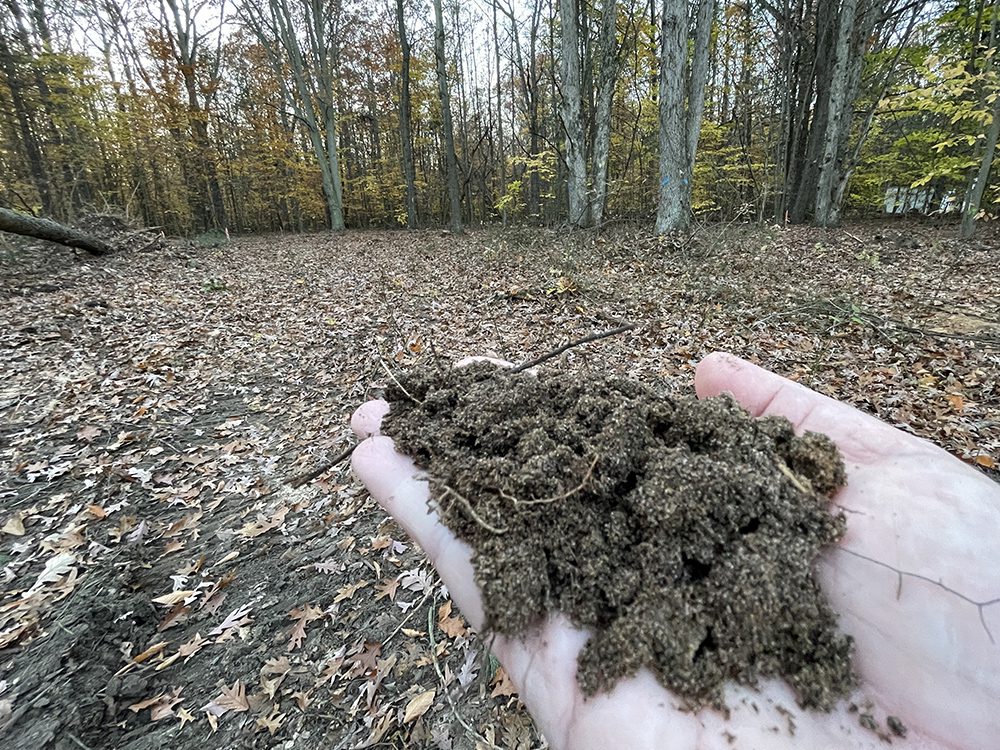 Sandy loam soil is ideal for growing many kinds of perennials, trees and shrubs.