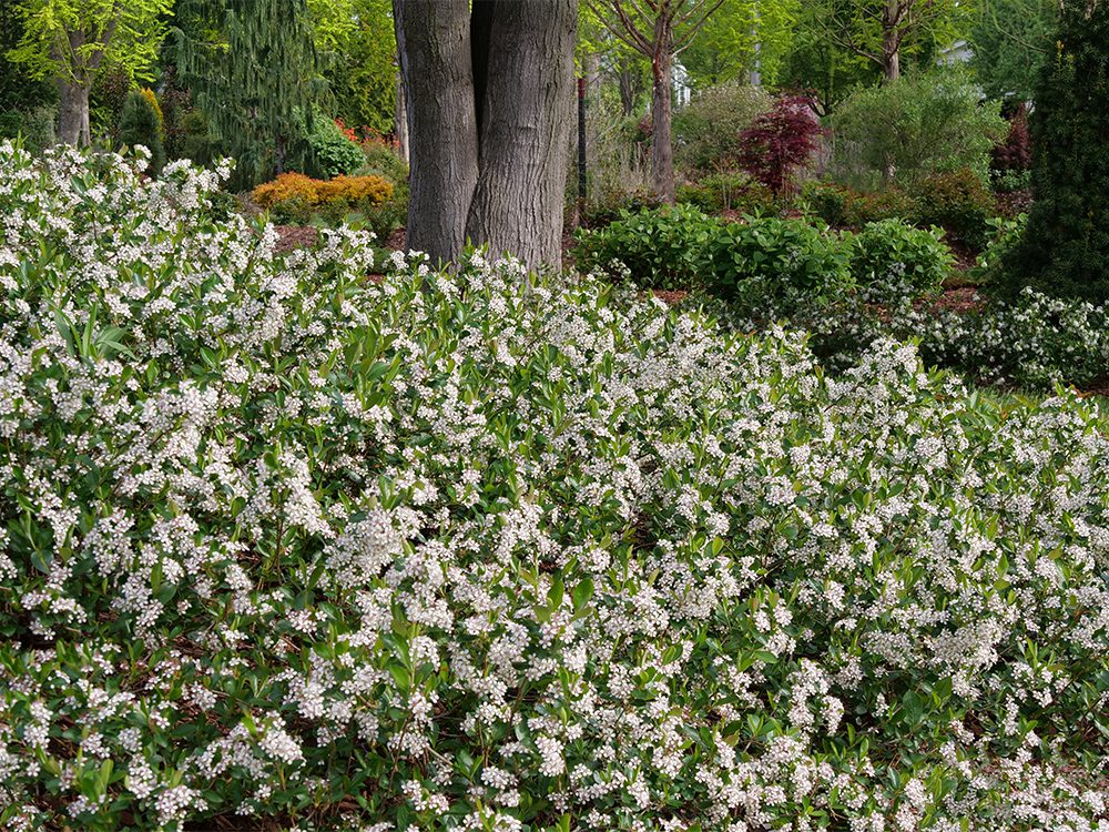 Aronia Ground Hug