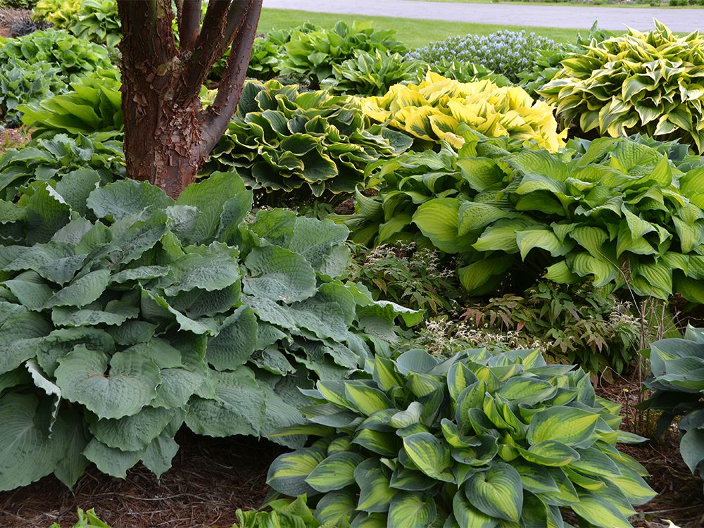 Hosta Garden