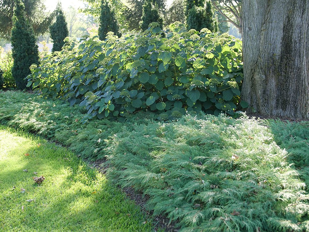 Celtic Pride® Siberian cypress