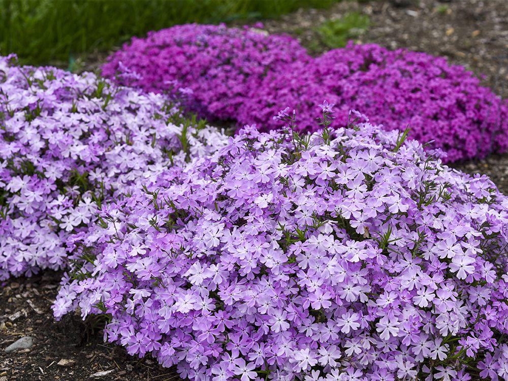 Spring Bling® ‘Pink Sparkles’ and ‘Magenta Sprite’ creeping phlox