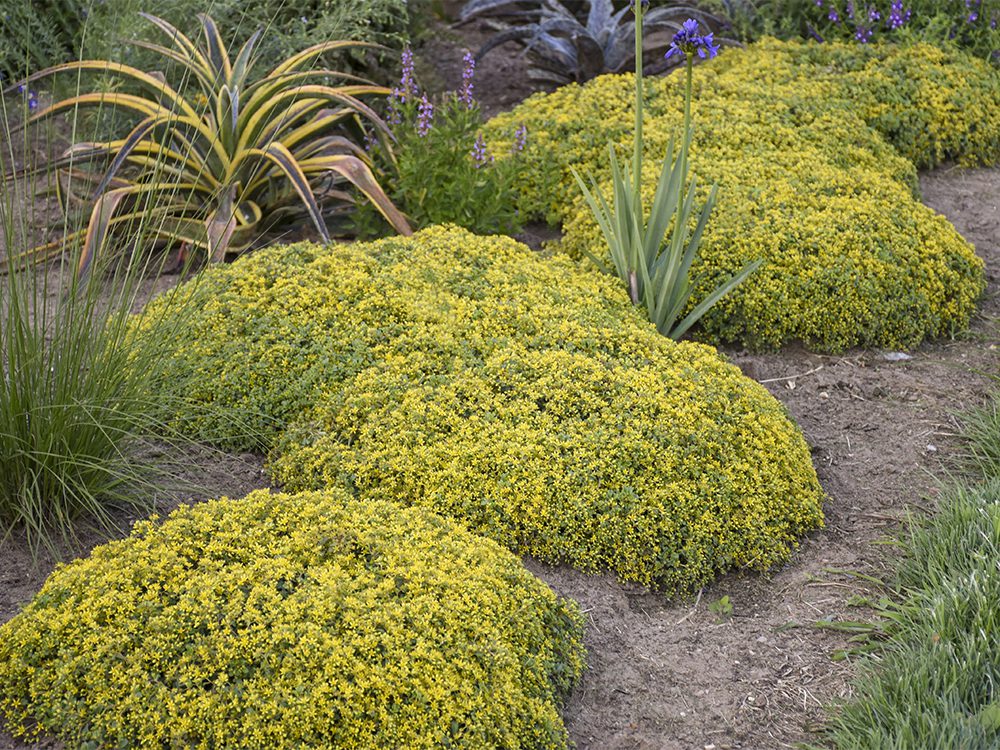 Rock ‘n Low® ‘Yellow Brick Road’ stonecrop