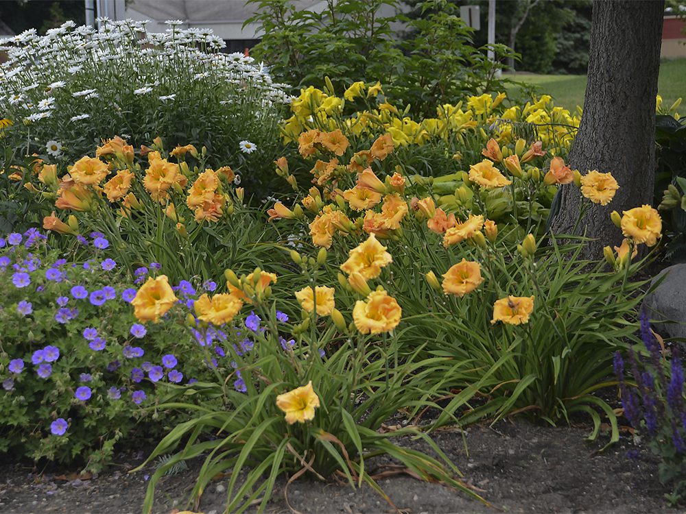 Rainbow Rhythm® ‘Orange Smoothie’ daylily