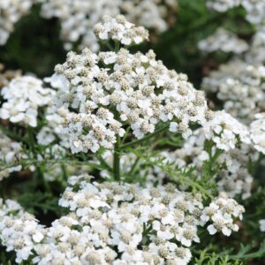Achillea NEW VINTAGE™ White