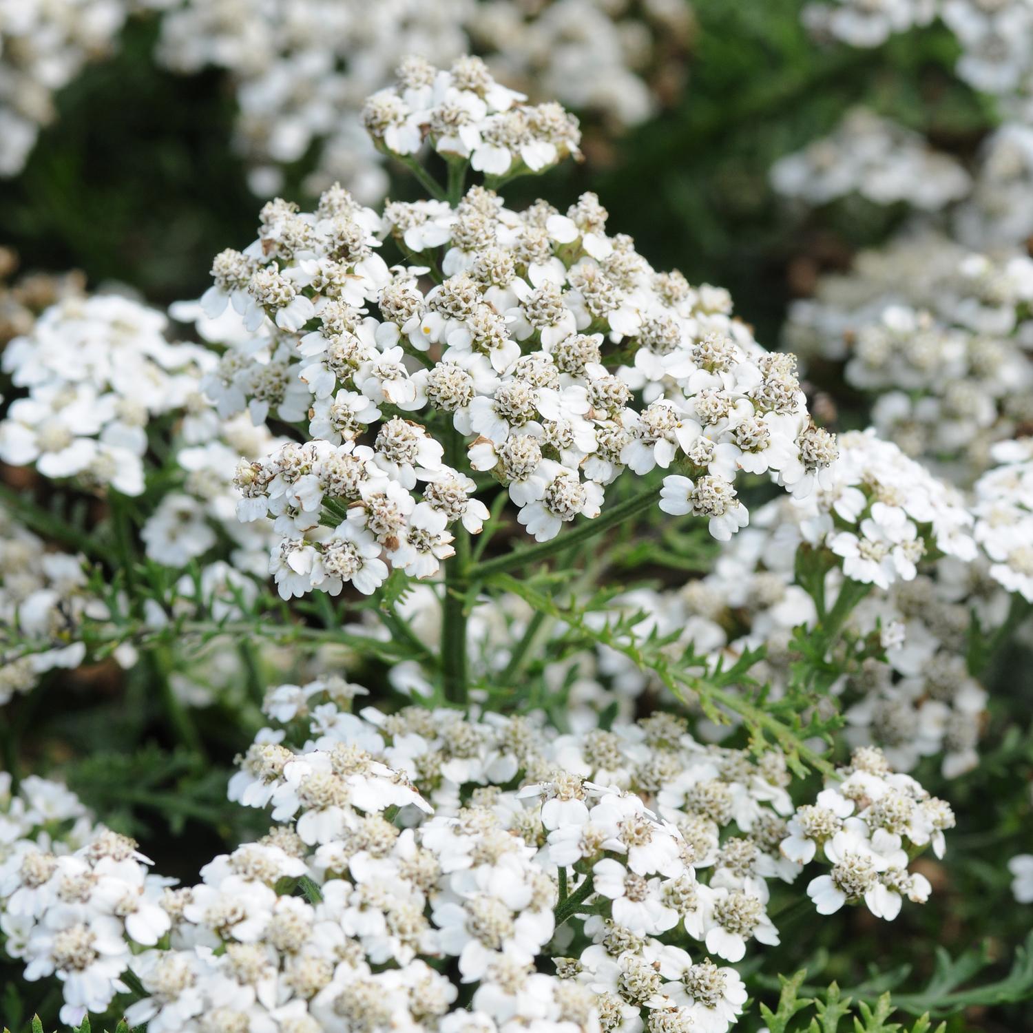 Achillea New Vintage White