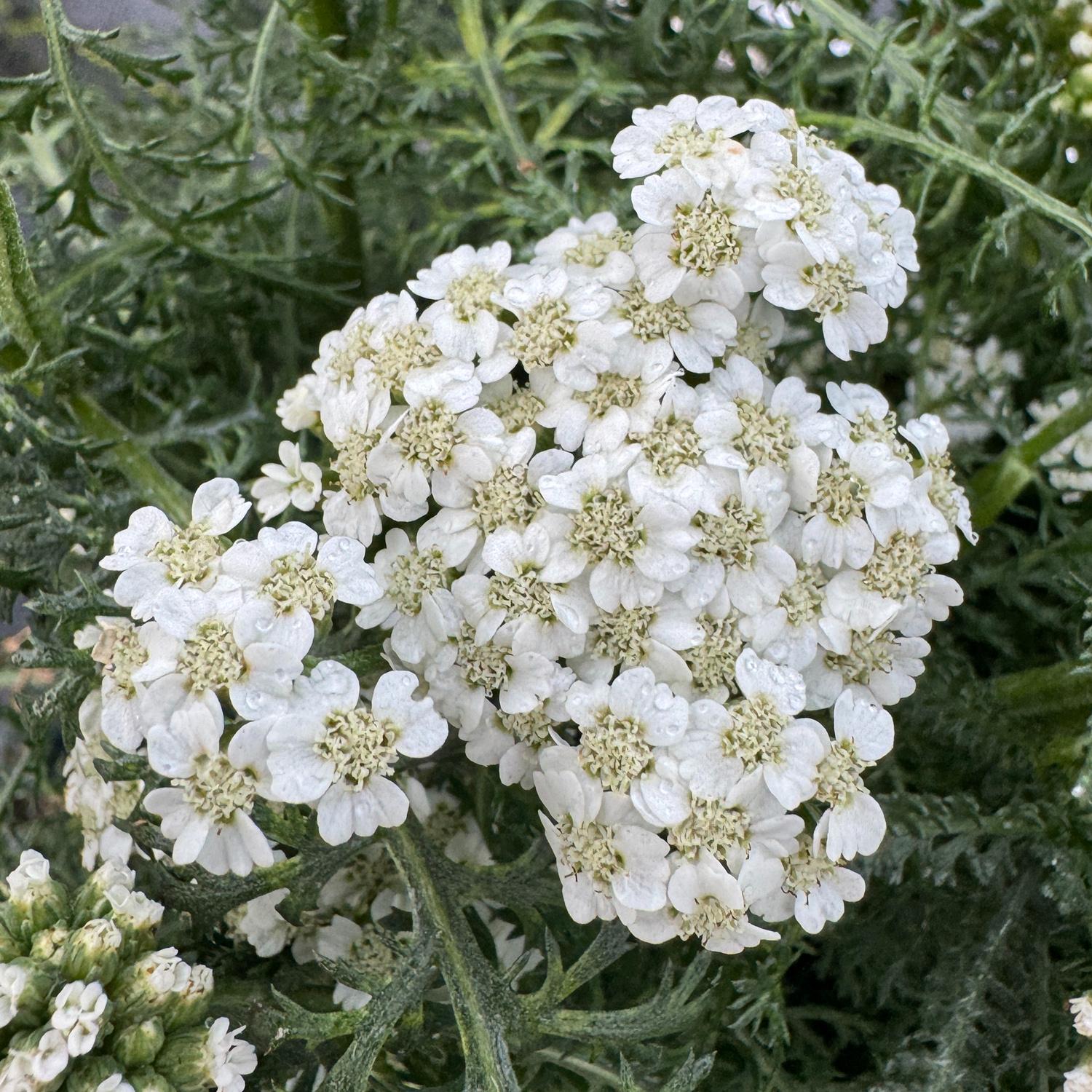 Achillea New Vintage White