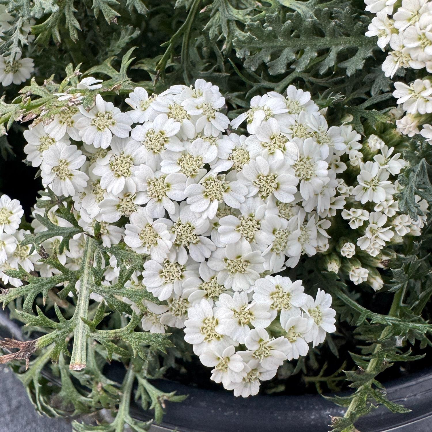 Achillea New Vintage White