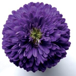 Aster 'Henry I Purple'