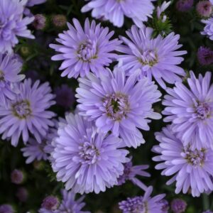 Aster 'Peter III'