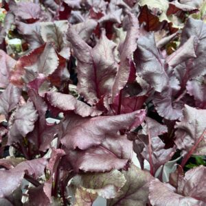 Beet 'Bull's Blood'