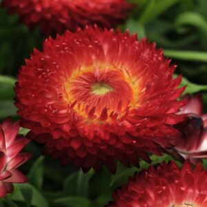 Bracteantha Dreamtime® Jumbo Red