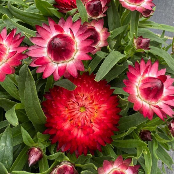 Bracteantha Dreamtime® Jumbo Red - Image 2