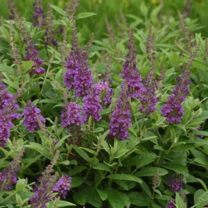 Buddleia Chrysalis™ Blue