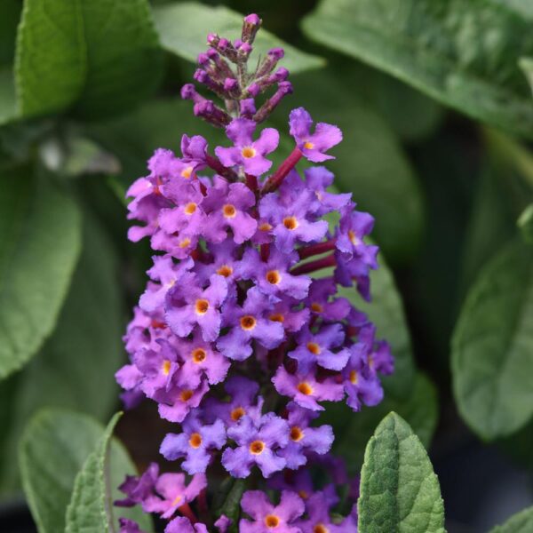 Buddleia Chrysalis™ Blue - Image 2