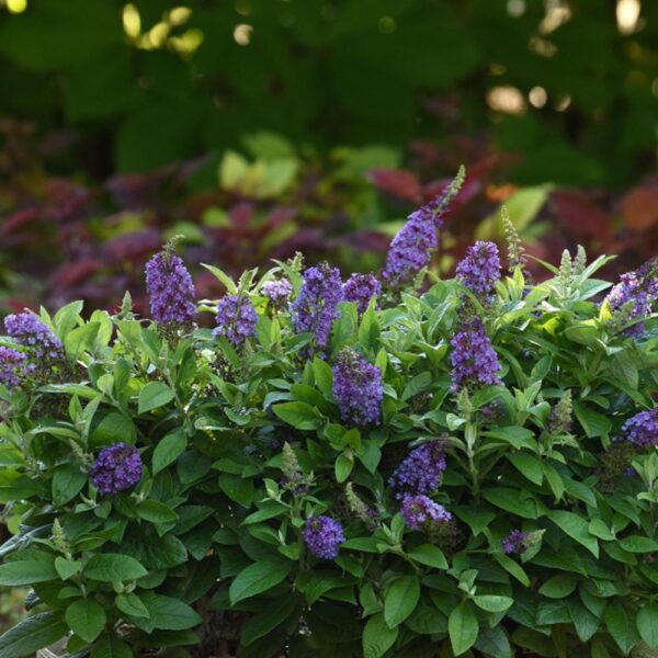 Buddleia Chrysalis™ Blue - Image 4