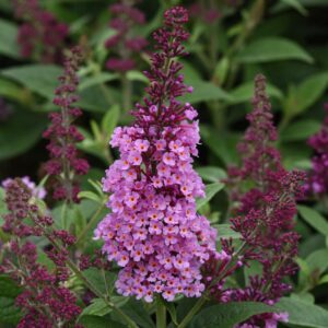 Buddleia Chrysalis™ Pink