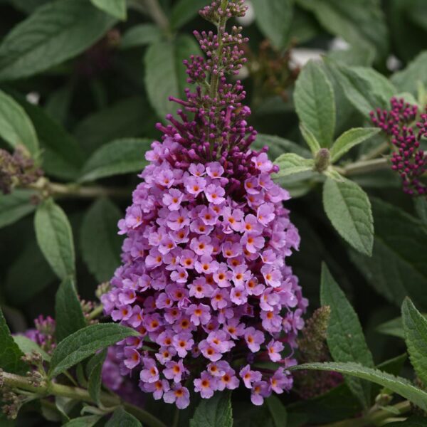 Buddleia Chrysalis™ Pink - Image 2