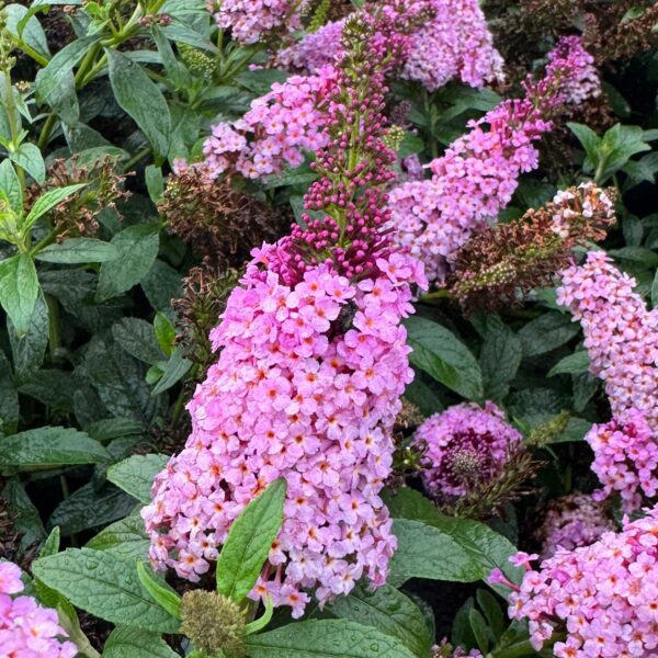 Buddleia Chrysalis™ Pink - Image 3